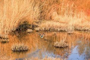 Wildente in fliegender Aktion in der Nähe eines Sumpfes foto