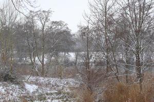 weißer Schnee auf kahlen Ästen an einem frostigen Wintertag in der Nähe des Sees foto