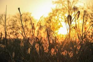 herbstliche goldene Reed-Gras-Silhouette gegen die Sonne foto