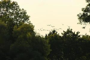 Herde von Wildgänsen Silhouette auf einem Sonnenuntergangshimmel foto