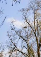 Fliegende Enten vor einer Abendlandschaft foto