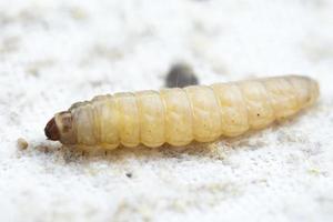 die größere Wachsmotte Galleria mellonella foto