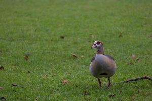 Gans, die auf der Wiese steht. schöner vogel, der im park steht. Porträt einer ägyptischen Gans foto