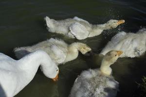 Gänse im See. Vögel im Teich. Gänsefamilie auf dem Land. foto