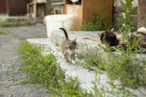 Kätzchen auf dem Land. Kätzchen und Katze. Einzelheiten zum Leben im Hof. foto