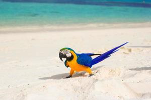 entzückender heller bunter papagei auf dem weißen sand auf den malediven foto