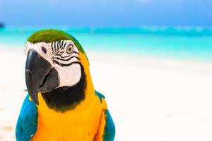 entzückender heller bunter papagei auf dem weißen sand auf den malediven foto