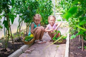 kleine Mädchen sammeln Erntegurken im Gewächshaus foto