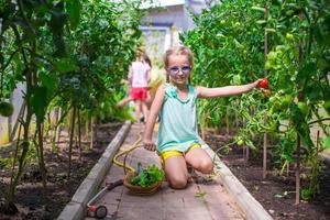süßes kleines Mädchen sammelt Erntegurken und Tomaten im Gewächshaus foto