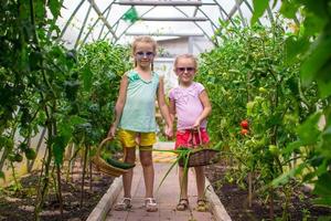 süße kleine Mädchen sammeln Erntegurken im Gewächshaus foto