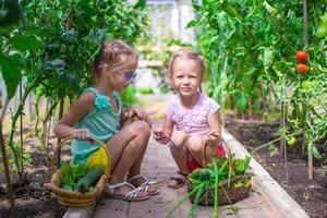 süße kleine Mädchen sammeln Erntegurken im Gewächshaus foto