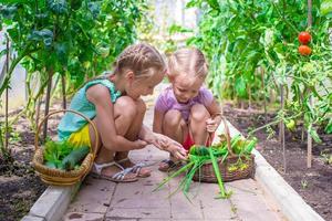 süße kleine Mädchen sammeln Erntegurken im Gewächshaus foto