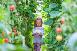 Entzückendes kleines Mädchen, das Erntegurken und Tomaten im Gewächshaus sammelt foto