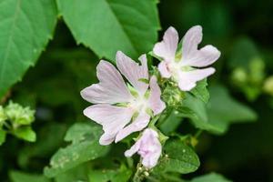 blühende blumen auf der straße in verschiedenen farben foto