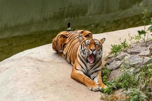 Tiger, der in der Natur nahe dem Wasser ruht foto