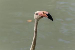 Flamingo geht auf Wasser foto