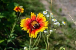 sommerblühende blume mit biene foto