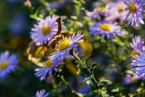Feldblumen, auf denen Insekten und Bienen aus nächster Nähe sitzen foto