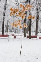 Winterblätter mit Schnee und Raureif bedeckt foto