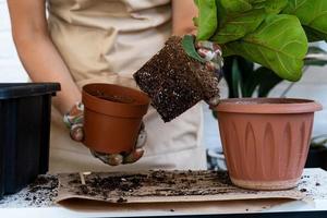 Umpflanzen einer heimischen Pflanze Ficus lyrata in einen neuen Topf. Eine Frau pflanzt in einen neuen Boden. Pflege und Reproduktion für eine Topfpflanze, Hände aus nächster Nähe foto