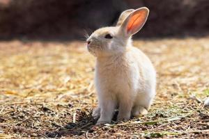 Kaninchen auf dem Bauernhof und Sonnenschein foto