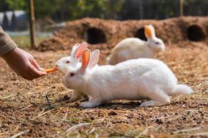 Touristen füttern Kaninchen im Park foto
