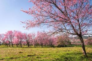 zweig wilde himalaya-kirschblütenblüte am phu lom lo berg thailand foto