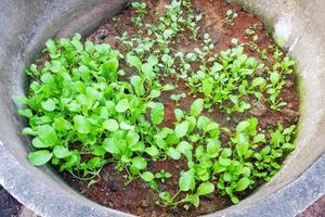 bodengemüsegarten, senfgrün salatgemüsegarten mit senfgrün blatt frisches gemüsepflanzen auf dem boden im hinterhofgarten umweltfreundliche gartenarbeit naturgemüsebauernhof foto