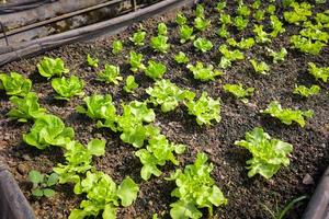 gemüsebauernhof boden gemüsegarten, organischer grüner cos-salat gemüsegartenbau mit grünem blatt frischer gemüsesalat pflanzen, im gewächshausgarten umweltfreundliche gartenarbeit natur foto