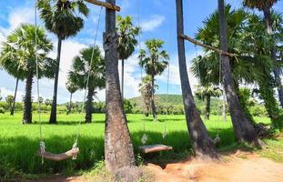 Naturgrünes Reisfeld und Holzschaukel, die an Palmen mit blauem Himmel hängen, schöner tropischer Hintergrund auf dem Land foto