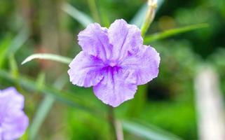 lila ruellia tuberosa blume schöne blühende blume grüner blatthintergrund. Frühling wächst lila Blumen und die Natur wird lebendig foto