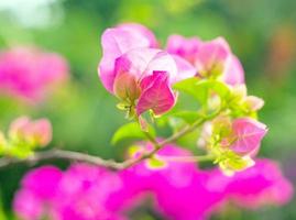 Die rosafarbene Bougainvillea-Blume ist ein wunderschöner blühender grüner Blatthintergrund. im Frühling wachsen rosafarbene Bougainvillea-Blumen und die Natur wird lebendig foto