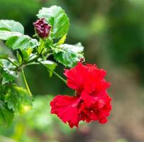 Rote Hibicus-Hybride, eine Schuhblume ist ein wunderschöner blühender grüner Blatthintergrund. Im Frühling wachsen rote chinesische Rosenblüten und die Natur wird lebendig foto