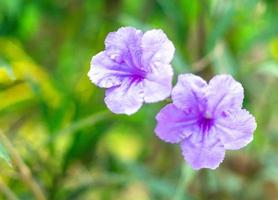 lila ruellia tuberosa blume schöne blühende blume grüner blatthintergrund. Frühling wächst lila Blumen und die Natur wird lebendig foto