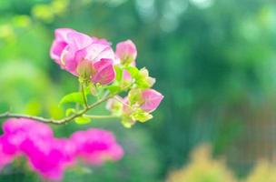 Die rosafarbene Bougainvillea-Blume ist ein wunderschöner blühender grüner Blatthintergrund. im Frühling wachsen rosafarbene Bougainvillea-Blumen und die Natur wird lebendig foto