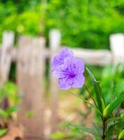 lila ruellia tuberosa blume schöne blühende blume grüner blatthintergrund. Frühling wächst lila Blumen und die Natur wird lebendig foto