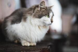 eine schöne flauschige katze mit grünen augen sitzt foto