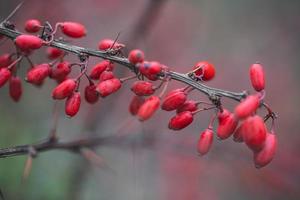 Nahaufnahme eines Zweiges mit roten Berberitzenbeeren foto