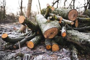 viele Bäume im Wald für Brennholz gefällt foto