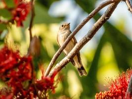 asiatischer brauner Fliegenschnäpper thront auf Baum foto