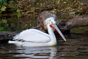 Krauskopfpelikan, der auf dem Wasser schwimmt Pelecanus crispus foto