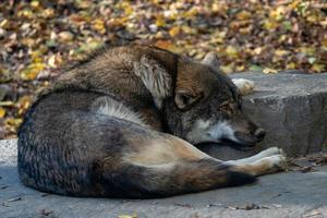 europäischer grauwolf canis lupus lupus liegen und ruhen. foto