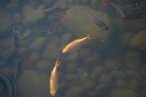 orange und graue fische im naturpfund, die über der wasseroberfläche schießen, mit unscharfen blasen im wasser rundum. foto