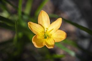 gelbe Regenlilie im Garten blühte im Morgenlicht. foto