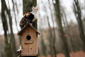 Katze sitzt auf einem Vogelhaus im Wald.