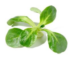 grüne Blätter von Mungobohnensalat auf weißem, isoliertem Hintergrund, gesunder Salat foto