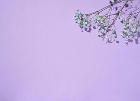 Gypsophilia-Zweig mit blauen Blüten auf violettem Hintergrund, Draufsicht foto