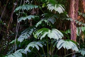 grünes Blattmuster, Blattmonster im Wald für Naturhintergrund foto