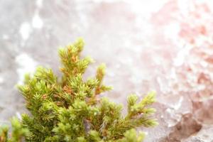 grünes Blattmuster für Sommer- oder Frühlingssaisonkonzept, Steinunschärfe texturiert, Naturhintergrund foto