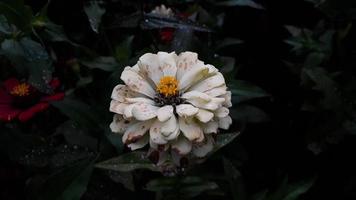 gemeine zinnia elegans blume oder bunte pinkvand weiße blume im garten. foto